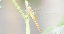 蜻蜓 昆蟲 生物圖片