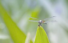 蜻蜓圖片