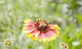 蜜蜂圖片