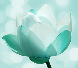 位圖 植物攝影 花卉 花朵 免費(fèi)素材