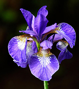 位圖 植物攝影 花卉 花朵 免費(fèi)素材