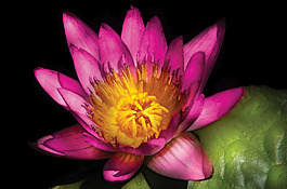 位圖 植物攝影 花卉 花朵 免費素材