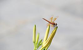 蜻蜓圖片