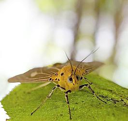 蝴蝶圖片