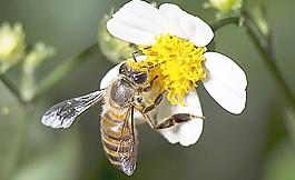 蜜蜂圖片