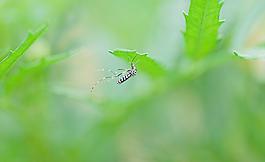 植物 昆蟲(chóng)圖片
