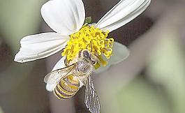 蜜蜂圖片