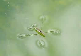 水上昆蟲圖片
