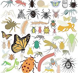 蜘蛛蝴蝶昆蟲知了圖片