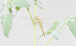 蜻蜓 昆蟲 生物圖片