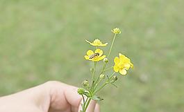 忙碌的蜜蜂圖片