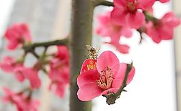蜜蜂圖片