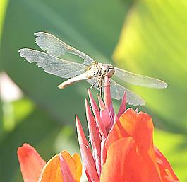 蜻蜓圖片