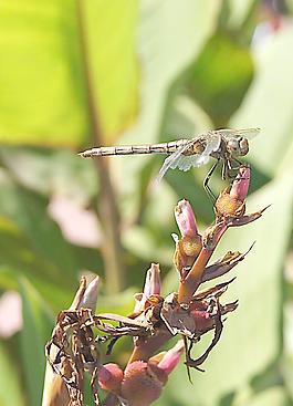 蜻蜓圖片