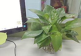 辦公室植物圖片