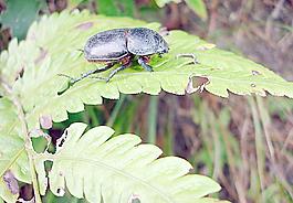 昆蟲(chóng)圖片