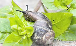 蝸牛圖片