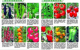 各种蔬菜图片