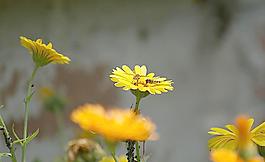 采花蜂圖片
