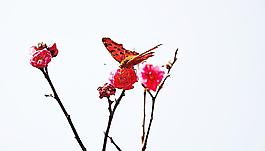 蝶戀花圖片