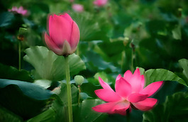 位圖 植物攝影 花卉 花朵 免費(fèi)素材