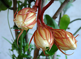 位圖 植物攝影 花卉 花朵 免費素材