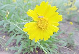 蜜蜂和花圖片