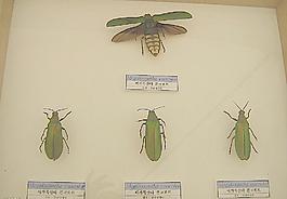 昆蟲展圖片