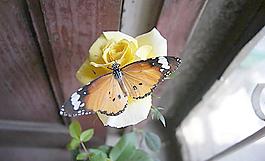 蝶戀花圖片