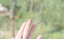 蜻蜓圖片