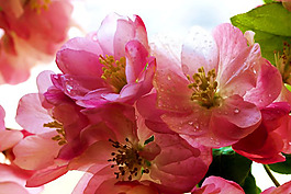 位圖 植物攝影 花卉 花朵 免費(fèi)素材