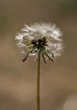位圖 植物攝影 花卉 花朵 免費(fèi)素材