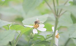蜜蜂圖片