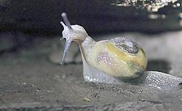 蝸牛圖片