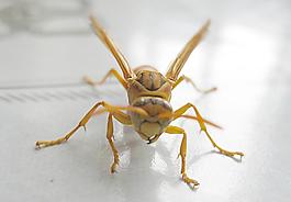 黃蜂圖片