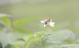 蜜蜂圖片