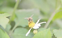 蜜蜂圖片