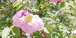 蜜蜂圖片