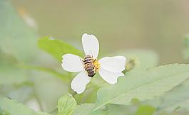 蜜蜂圖片