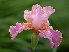 位圖 植物攝影 花卉 花朵 免費(fèi)素材