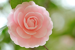 位圖 植物攝影 花卉 花朵 免費(fèi)素材