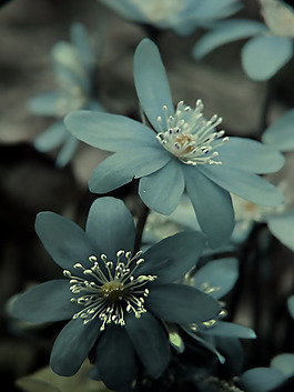 位圖 植物攝影 花卉 花朵 免費(fèi)素材