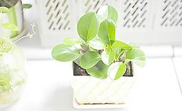 辦公室綠植圖片