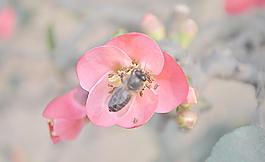 蜜蜂梅花圖圖片