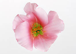 位圖 植物攝影 花卉 花朵 免費素材