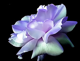 位圖 植物攝影 花卉 花朵 免費(fèi)素材