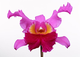 位圖 植物攝影 花卉 花朵 免費(fèi)素材