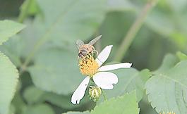 蜜蜂圖片