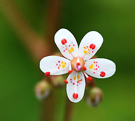 位圖 植物攝影 花卉 花朵 免費素材