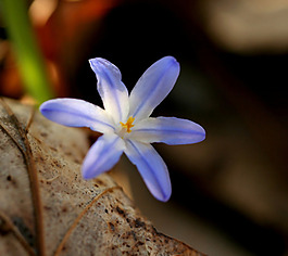 位圖 植物攝影 花卉 花朵 免費素材